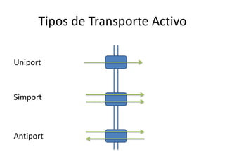 Tipos de Transporte Activo
Uniport
Simport
Antiport
 