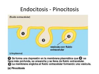 Endocitosis - Pinocitosis
 
