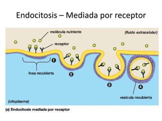 Endocitosis – Mediada por receptor
 