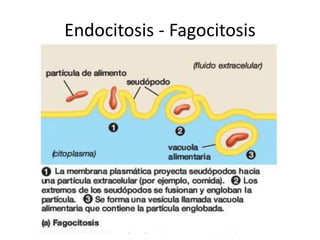Endocitosis - Fagocitosis
 