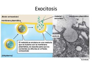 Exocitosis
 