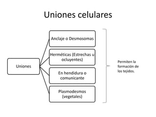 Uniones celulares
Uniones
Anclaje o Desmosomas
Herméticas (Estrechas u
ocluyentes)
En hendidura o
comunicante
Plasmodesmos
(vegetales)
Permiten la
formación de
los tejidos.
 