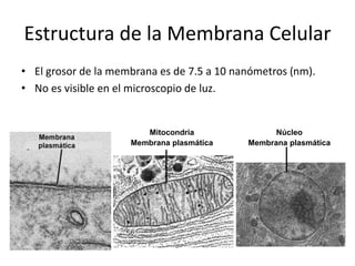 Estructura de la Membrana Celular
• El grosor de la membrana es de 7.5 a 10 nanómetros (nm).
• No es visible en el microscopio de luz.
Mitocondria
Membrana plasmática
Núcleo
Membrana plasmática
 