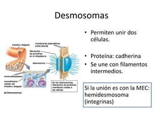 Desmosomas
• Permiten unir dos
células.
• Proteína: cadherina
• Se une con filamentos
intermedios.
Si la unión es con la MEC:
hemidesmosoma
(integrinas)
 