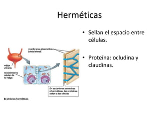 Herméticas
• Sellan el espacio entre
células.
• Proteína: ocludina y
claudinas.
 