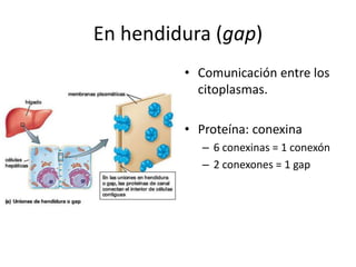 En hendidura (gap)
• Comunicación entre los
citoplasmas.
• Proteína: conexina
– 6 conexinas = 1 conexón
– 2 conexones = 1 gap
 