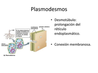 Plasmodesmos
• Desmotúbulo:
prolongación del
rétículo
endoplasmático.
• Conexión membranosa.
 