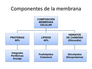 Componentes de la membrana
COMPOSICIÓN
MEMBRANA
CELULAR
PROTEÍNAS
60%
Integrales
Periféricas
Anclaje
LÍPIDOS
40%
Fosfolípidos
Colesterol
HIDRATOS
DE CARBONO
(Glicocálix)
Glicolípidos
Glicoproteínas
 