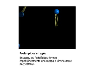 Fosfolípidos en agua
En agua, los fosfolípidos forman
espontáneamente una bicapa o lámina doble
muy estable.
 