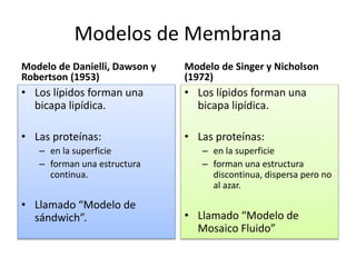 Modelos de Membrana
Modelo de Danielli, Dawson y
Robertson (1953)
• Los lípidos forman una
bicapa lipídica.
• Las proteínas:
– en la superficie
– forman una estructura
continua.
• Llamado “Modelo de
sándwich”.
Modelo de Singer y Nicholson
(1972)
• Los lípidos forman una
bicapa lipídica.
• Las proteínas:
– en la superficie
– forman una estructura
discontinua, dispersa pero no
al azar.
• Llamado “Modelo de
Mosaico Fluido”
 