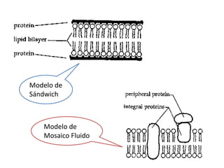 Modelo de
Sándwich
Modelo de
Mosaico Fluido
 