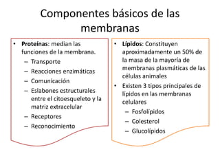 Componentes básicos de las
membranas
• Proteínas: median las
funciones de la membrana.
– Transporte
– Reacciones enzimáticas
– Comunicación
– Eslabones estructurales
entre el citoesqueleto y la
matriz extracelular
– Receptores
– Reconocimiento
• Lípidos: Constituyen
aproximadamente un 50% de
la masa de la mayoría de
membranas plasmáticas de las
células animales
• Existen 3 tipos principales de
lípidos en las membranas
celulares
– Fosfolípidos
– Colesterol
– Glucolípidos
 