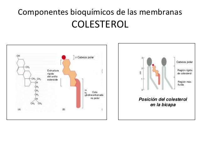 Funciones Del Colesterol En La Membrana Celular www.slideshare.net