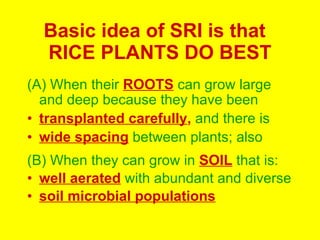 Basic idea of SRI is that  RICE PLANTS DO BEST ,[object Object],[object Object],[object Object],[object Object],[object Object],[object Object]