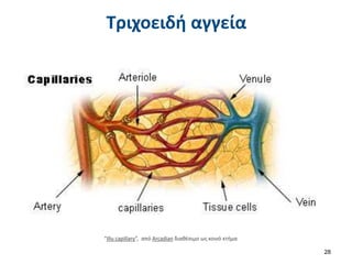 Τριχοειδή αγγεία
28
“Illu capillary”, από Arcadian διαθέσιμο ως κοινό κτήμα
 