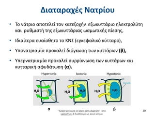 Διαταραχές Νατρίου
• Το νάτριο αποτελεί τον κατεξοχήν εξωκυττάριο ηλεκτρολύτη
και ρυθμιστή της εξωκυττάριας ωσμωτικής πίεσης,
• Ιδιαίτερα ευαίσθητο το ΚΝΣ (εγκεφαλικό κύτταρο),
• Υπονατριαμία προκαλεί διόγκωση των κυττάρων (β),
• Υπερνατριαμία προκαλεί συρρίκνωση των κυττάρων και
κυτταρική αφυδάτωση (α).
39
α β
“Turgor pressure on plant cells diagram”, από
LadyofHats B διαθέσιμο ως κοινό κτήμα
 