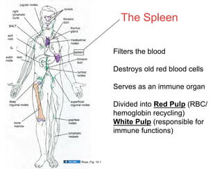 Spleen Rbc 02.16.09: Lymphatic Histology | PDF