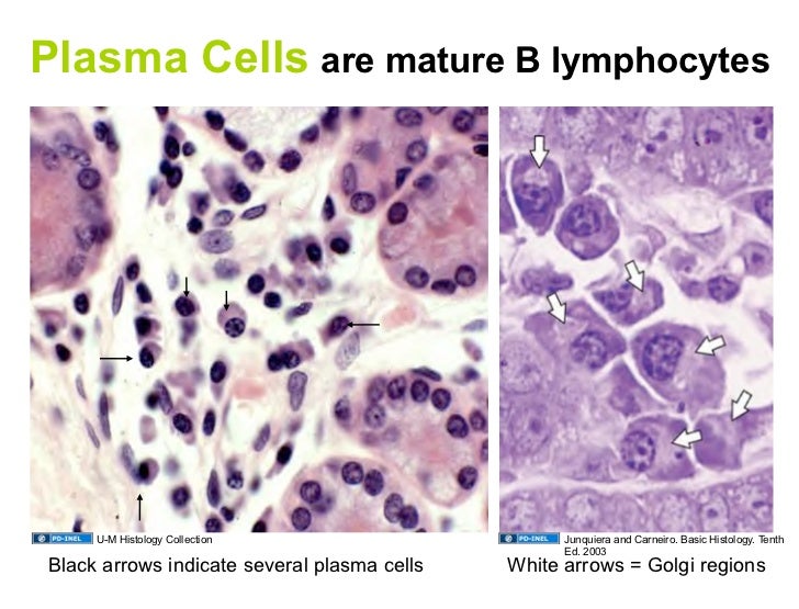 02.16.09: Lymphatic Histology