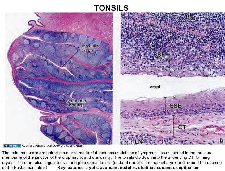 02.16.09: Lymphatic Histology