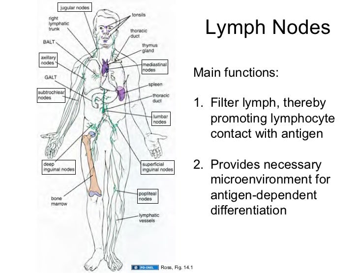 lymph nodes function