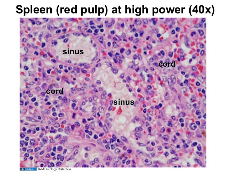 02.16.09: Lymphatic Histology