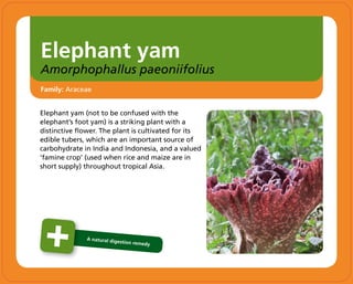 Elephant yam
Amorphophallus paeoniifolius
Elephant yam (not to be confused with the
elephant’s foot yam) is a striking plant with a
distinctive flower. The plant is cultivated for its
edible tubers, which are an important source of
carbohydrate in India and Indonesia, and a valued
‘famine crop’ (used when rice and maize are in
short supply) throughout tropical Asia.
Family: Araceae
A natural digestion remedy
 