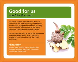 Good for us
good for the plant
The tubers contain many different chemical
compounds and are traditionally used to treat
a wide range of digestive conditions, including
parasitic worms, inflammation of the bowel,
flatulence, constipation and haemorrhoids.
The plant also benefits, as one of the compounds
is calcium oxalate, which deters herbivores
because of its irritant effects on the mouth
and throat.
Fortunately
humans have found a way of eating them
safely by removing the irritant compound
during food preparation.
 