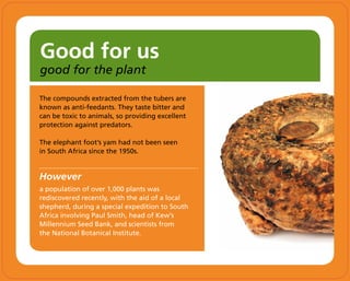 Good for us
good for the plant
The compounds extracted from the tubers are
known as anti-feedants. They taste bitter and
can be toxic to animals, so providing excellent
protection against predators.
The elephant foot’s yam had not been seen
in South Africa since the 1950s.
However
a population of over 1,000 plants was
rediscovered recently, with the aid of a local
shepherd, during a special expedition to South
Africa involving Paul Smith, head of Kew’s
Millennium Seed Bank, and scientists from
the National Botanical Institute.
 