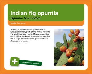Indian fig opuntia
Opuntia ficus-indica
This cactus, also known as ‘prickly pear’ is
cultivated in many parts of the world, including
the Mediterranean region, Mexico, Argentina,
Brazil, China and Korea. Commercially valuable
for its large, sweet fruits the green ‘pads’ are
also used in cooking.
Family: Cactaceae
A prickly response to diabetes
 