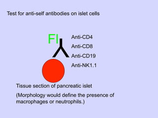 02.18.09: Review: Type 1 Diabetes and Overview of Immune Response | PDF