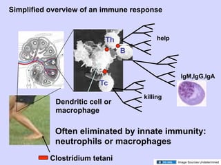02.18.09: Review: Type 1 Diabetes and Overview of Immune Response | PDF