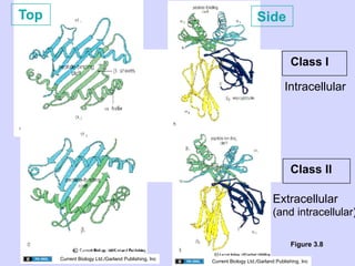 02.18.09: Review: Type 1 Diabetes and Overview of Immune Response | PDF
