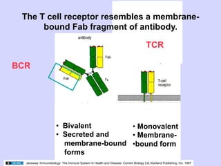 02.18.09: Review: Type 1 Diabetes and Overview of Immune Response | PDF