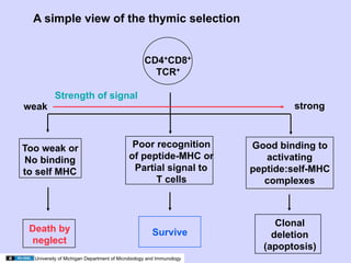 02.18.09: Review: Type 1 Diabetes and Overview of Immune Response | PDF