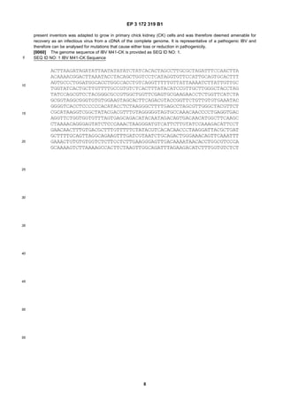 EP 3 172 319 B1
8
5
10
15
20
25
30
35
40
45
50
55
present inventors was adapted to grow in primary chick kidney (CK) cells and was therefore deemed amenable for
recovery as an infectious virus from a cDNA of the complete genome. It is representative of a pathogenic IBV and
therefore can be analysed for mutations that cause either loss or reduction in pathogenicity.
[0060] The genome sequence of IBV M41-CK is provided as SEQ ID NO: 1.
SEQ ID NO: 1 IBV M41-CK Sequence
 