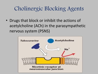 Cholinergic Blocking Agents
• Drugs that block or inhibit the actions of
acetylcholine (ACh) in the parasympathetic
nervous system (PSNS)
 