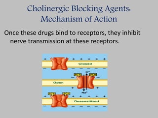 Cholinergic Blocking Agents:
Mechanism of Action
Once these drugs bind to receptors, they inhibit
nerve transmission at these receptors.
 