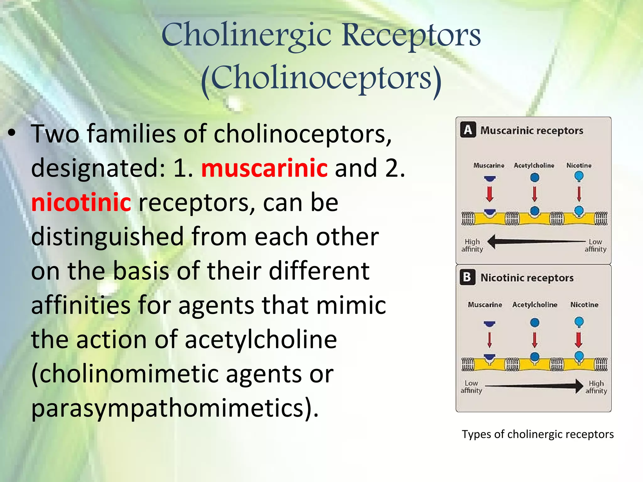 Receptors of automatic nervous system | PDF