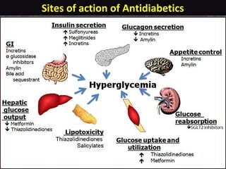 Sites of action of Antidiabetics
 