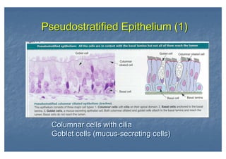 Columnar cells with cilia
Goblet cells (mucus-secreting cells)
Columnar cells with cilia
Goblet cells (mucus-secreting cells)
Pseudostratified Epithelium (1)Pseudostratified Epithelium (1)
 