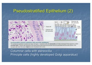Pseudostratified Epithelium (2)Pseudostratified Epithelium (2)
Columnar cells with stereocilia
Principle cells (highly developed Golgi apparatus)
Columnar cells with stereocilia
Principle cells (highly developed Golgi apparatus)
 