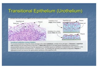 Transitional Epithelium (Urothelium)Transitional Epithelium (Urothelium)
 