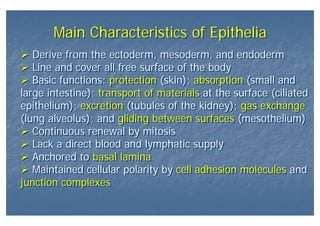 Main Characteristics of EpitheliaMain Characteristics of Epithelia
Derive from the ectoderm, mesoderm, and endoderm
Line and cover all free surface of the body
Basic functions: protection (skin); absorption (small and
large intestine); transport of materials at the surface (ciliated
epithelium); excretion (tubules of the kidney); gas exchange
(lung alveolus); and gliding between surfaces (mesothelium)
Continuous renewal by mitosis
Lack a direct blood and lymphatic supply
Anchored to basal lamina
Maintained cellular polarity by cell adhesion molecules and
junction complexes
Derive from the ectoderm, mesoderm, and endoderm
Line and cover all free surface of the body
Basic functions: protection (skin); absorption (small and
large intestine); transport of materials at the surface (ciliated
epithelium); excretion (tubules of the kidney); gas exchange
(lung alveolus); and gliding between surfaces (mesothelium)
Continuous renewal by mitosis
Lack a direct blood and lymphatic supply
Anchored to basal lamina
Maintained cellular polarity by cell adhesion molecules and
junction complexes
 