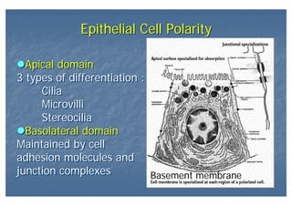 Epithelial Cell PolarityEpithelial Cell Polarity
Apical domain
3 types of differentiation :
Cilia
Microvilli
Stereocilia
Basolateral domain
Maintained by cell
adhesion molecules and
junction complexes
Apical domain
3 types of differentiation :
Cilia
Microvilli
Stereocilia
Basolateral domain
Maintained by cell
adhesion molecules and
junction complexes Basement membrane
 