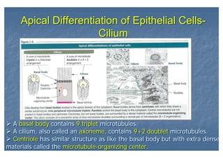 Apical Differentiation of Epithelial Cells-
Cilium
Apical Differentiation of Epithelial Cells-
Cilium
A basal body contains 9 triplet microtubules.
A cilium, also called an axoneme, contains 9+2 doublet microtubules.
Centriole has similar structure as like the basal body but with extra dense
materials called the microtubule-organizing center.
A basal body contains 9 triplet microtubules.
A cilium, also called an axoneme, contains 9+2 doublet microtubules.
Centriole has similar structure as like the basal body but with extra dense
materials called the microtubule-organizing center.
 