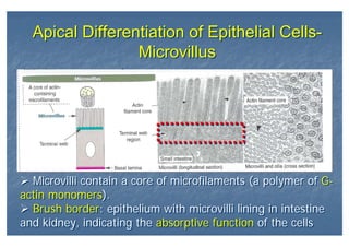 Apical Differentiation of Epithelial Cells-
Microvillus
Apical Differentiation of Epithelial Cells-
Microvillus
Microvilli contain a core of microfilaments (a polymer of G-
actin monomers).
Brush border: epithelium with microvilli lining in intestine
and kidney, indicating the absorptive function of the cells
Microvilli contain a core of microfilaments (a polymer of G-
actin monomers).
Brush border: epithelium with microvilli lining in intestine
and kidney, indicating the absorptive function of the cells
 
