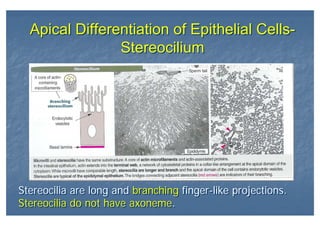 Apical Differentiation of Epithelial Cells-
Stereocilium
Apical Differentiation of Epithelial Cells-
Stereocilium
Stereocilia are long and branching finger-like projections.
Stereocilia do not have axoneme.
Stereocilia are long and branching finger-like projections.
Stereocilia do not have axoneme.
 