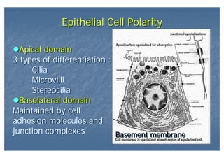 Epithelial Cell PolarityEpithelial Cell Polarity
Apical domain
3 types of differentiation :
Cilia
Microvilli
Stereocilia
Basolateral domain
Maintained by cell
adhesion molecules and
junction complexes
Apical domain
3 types of differentiation :
Cilia
Microvilli
Stereocilia
Basolateral domain
Maintained by cell
adhesion molecules and
junction complexes Basement membraneBasement membrane
 