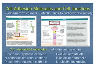 Cell Adhesion Molecules and Cell JunctionsCell Adhesion Molecules and Cell Junctions
Ca2+-dependent molecules: cadherins and selectinsCa2+-dependent molecules: cadherins and selectins
E-cadherin: epithelia cadherin
N-cadherin: neuronal cadherin
P-cadherin: placental cadherin
E-cadherin: epithelia cadherin
N-cadherin: neuronal cadherin
P-cadherin: placental cadherin
Cadherin forms dimersCadherin forms dimers Selectin binds to carbohydrate moietySelectin binds to carbohydrate moiety
P-selectin: platelets
E-selectin: endothelia
L-selectin: leukocytes
P-selectin: platelets
E-selectin: endothelia
L-selectin: leukocytes
 