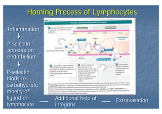 Homing Process of LymphocytesHoming Process of Lymphocytes
InflammationInflammation
P-selectin
appears on
endothelium
P-selectin
appears on
endothelium
P-selectin
binds to
carbohydrate
moeity of
ligand on
lymphocyte
P-selectin
binds to
carbohydrate
moeity of
ligand on
lymphocyte
Additional help of
integrins
Additional help of
integrins
ExtravasationExtravasation
 